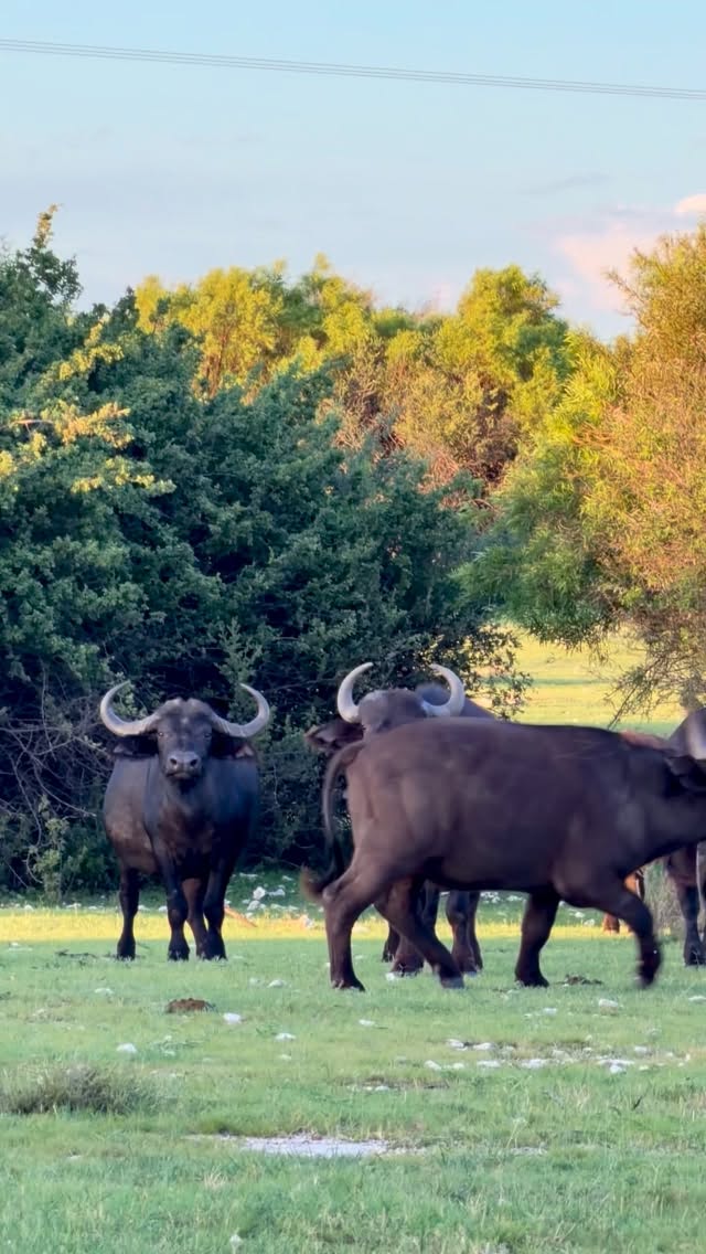 When you come out of the villa for a sunset stroll and you’re greeted by the crew… 👀
#wellnesstravel
#yogaretreat
#yogasafari
#travelshorts
#wildliferetreat