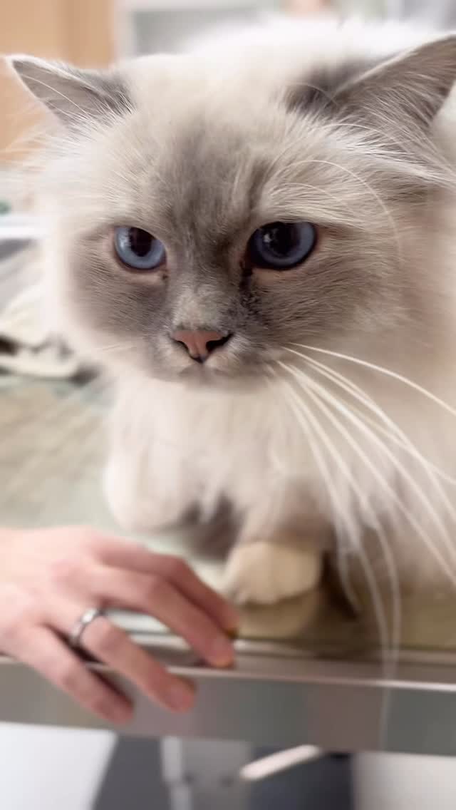 #catfriendly in der Sprechstunde!