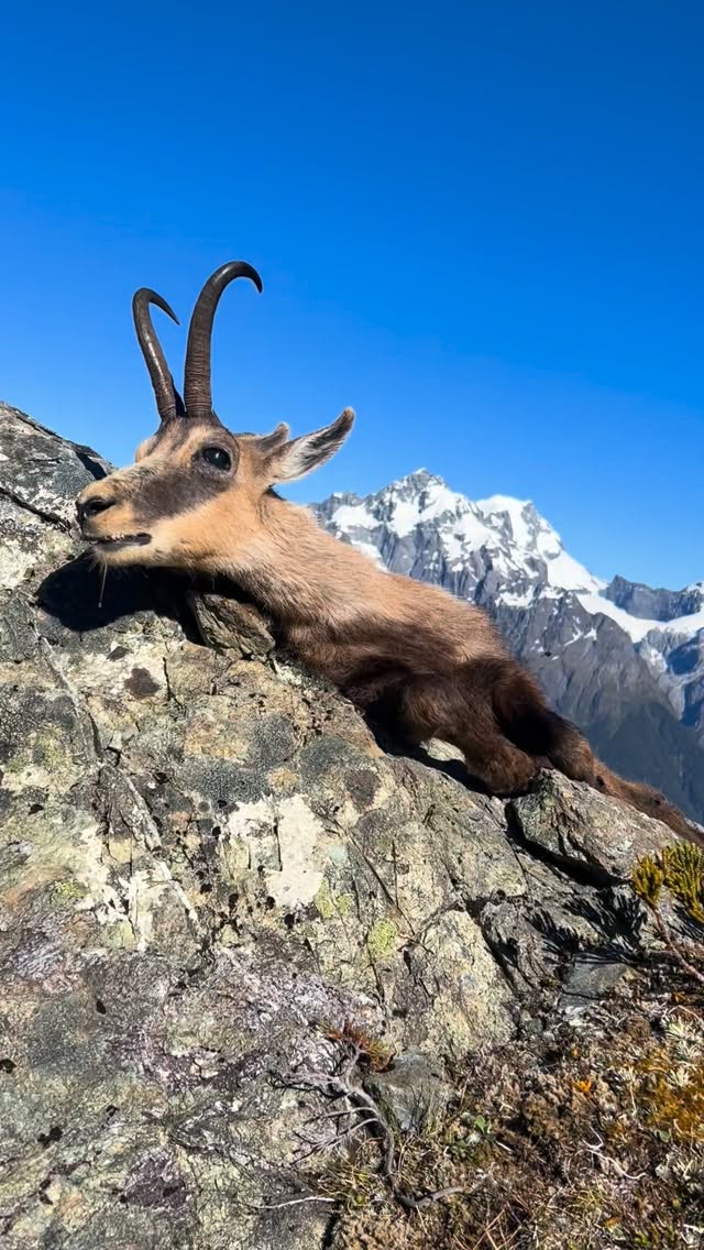 Old Cham buck in some awesome country, summer is a good time to chase these guys around #chamois #chamoishunting #southislandhuntingnz #hunting #buck