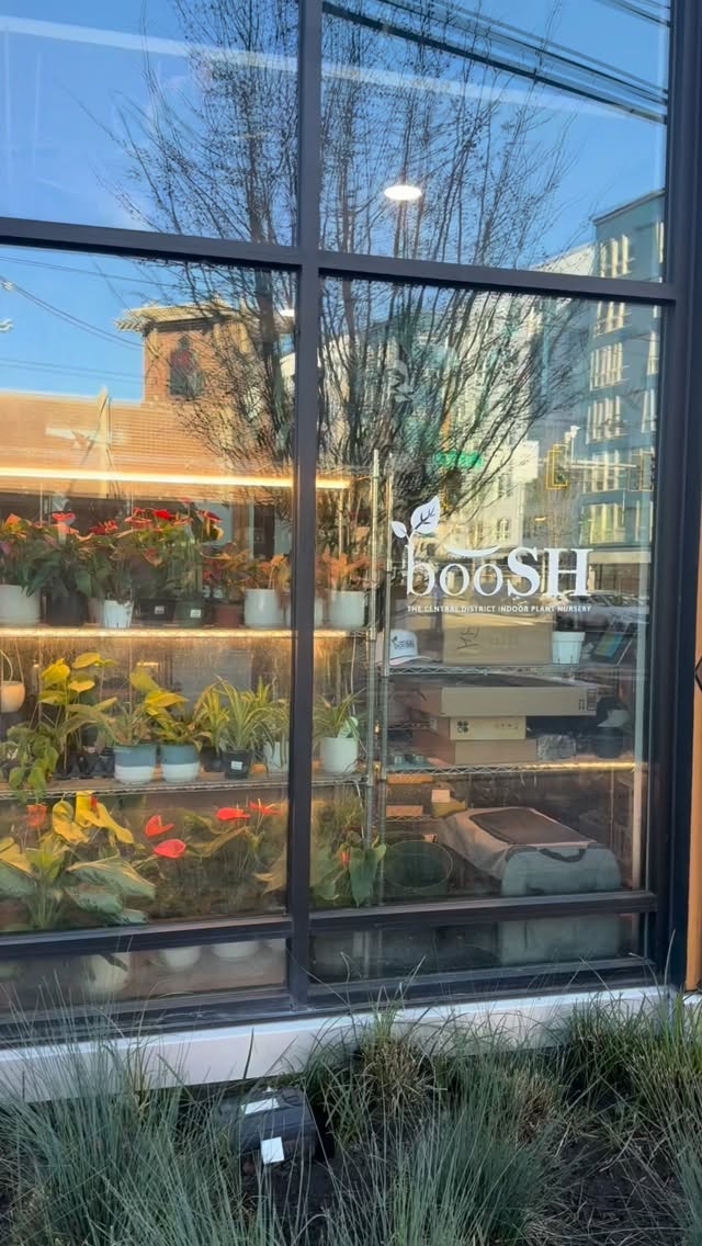 POV: Walking into the shop sand falling in love with all of the great plants!
#booshnursery #indoorjungle #seattle #plantshop #smallbuisness #plantnursery