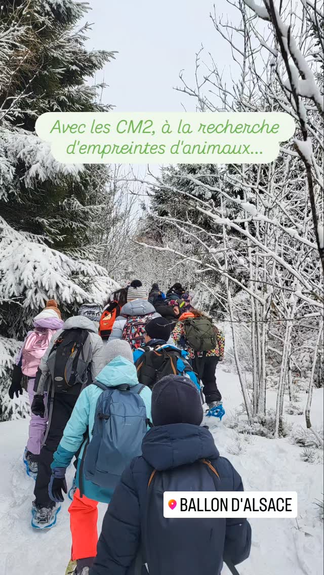 Avec les Accompagnateurs en Montagne du Bureau Montagne du Ballon d'Alsace
Une journée féerique, raquettes aux pieds.
#bmba #amm #smiba #ballondalsace #raquettesvosges