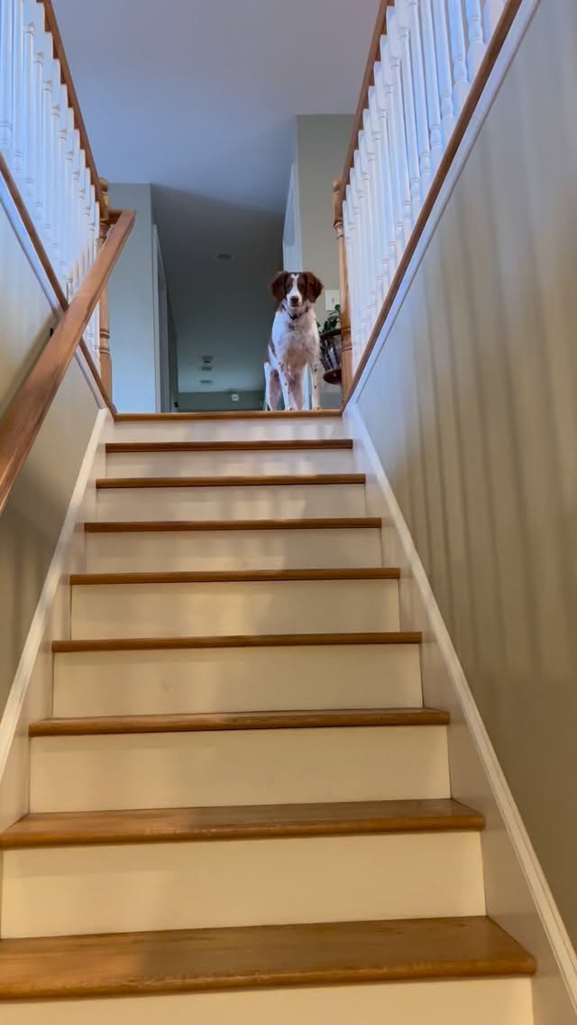 Luna & Birdie go absolutely bonkers if I go downstairs, out of sight, and then reappear. It’s like a doggy magic trick and they lose their minds! I encourage their enthusiasm!