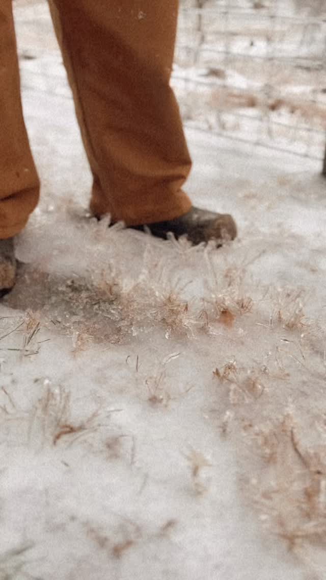First snow and ice of the year, and the homestead keeps moving. It’s absolutely beautiful out here, and we’re praying everyone stays warm and safe.
#lasaterhomestead #cattle #family #hereford #adventure