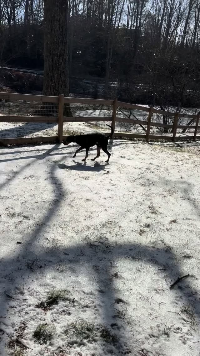 If you’re in need of some alone/recharge time with your dog, we get it. We’re offering a discount to do so- 20% off your entire stay. We’ll leave this offering active until Feb 8th, it’s valid for reservations from February 1st through April 30th.
When reserving, on the same page as “Guest Details” you’ll see an “order summary.” This is where you can apply code DOGSARETHEBEST20% prior to proceeding to check-out.
*The three units with kitchens (Bam’s Bungalow, Herschel’s Suite and Pebbles’ Place) are the only units available during February until the first day of Spring (March 20th). Keep in mind it’s winter in the mountains so icy road conditions and power outages can occur. If winter weather is calling for a complete unsafe mess, we will refund or reschedule your trip.
If you’ve already booked for these dates, just mention this and we’ll honor it at check-in.
Here is video of Bowser “enjoying” our current winter weather.