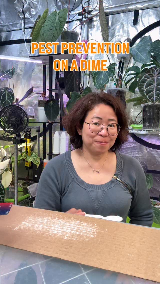 Another secret to get rid of that pesky pests?? Diatomaceous Earth 🌏🍃
It is a natural, non-poisonous insecticide, it kills insects by damaging their exoskeletons, causing them to dehydrate within 48hrs.
The big win, it costs only a small fraction of beneficial mites. That means, more money for plants! 🥳
The down side is, the powdery white residue will cover all over leaves. But you can wipe or hose them down after 3-4 days of application.
Drop your questions below! The battle can be won 🙌🏆
#pestscontrol #diatomaceousearth #beneficialinsects #indoorgrowing #battlewithpests #plantchores #plantlife #anthuriumaddict #pestsprevention