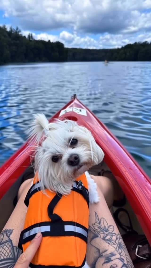 @kisielowy_chaos_art robi najpiękniejsze realistyczne portrety zwierzaków ✨