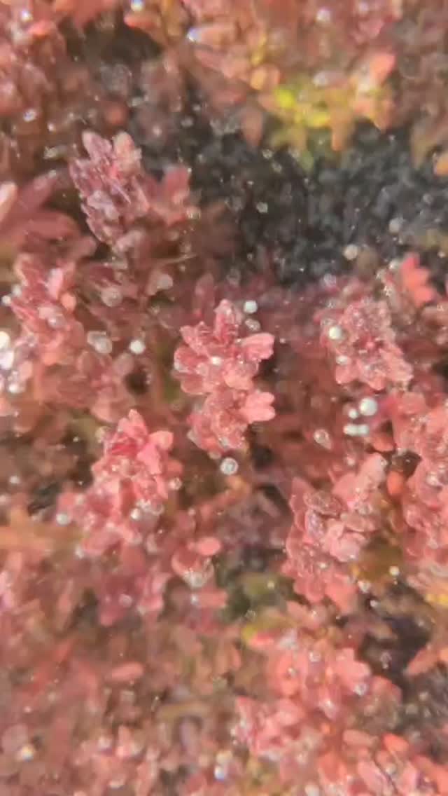 Mother nature's blanket protecting the crop.
#lakenokomiscranberries #cranberries #cranberry #wicranberries #wisconsin