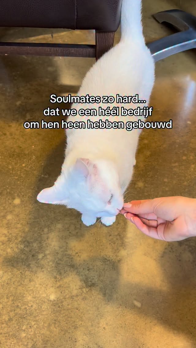 We begonnen met liefde voor katten…
en eindigden met een kattencafé, tien Griekse rescue cats
en een agenda cheia de events 😽💛
Als dit geen soulmate energy is, weten wij het ook niet meer