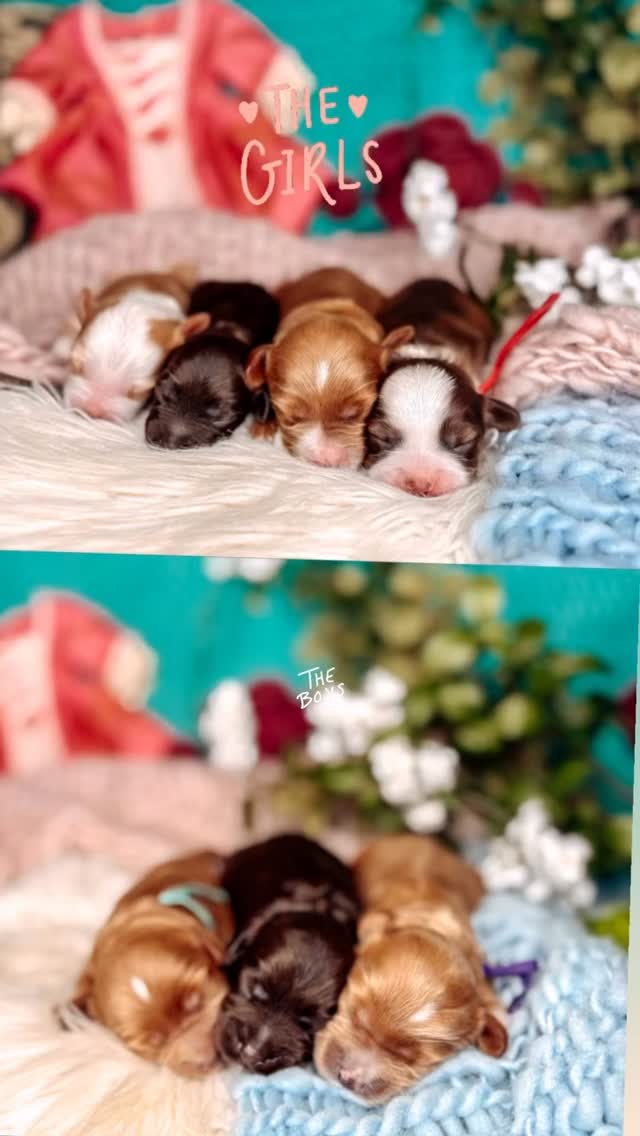 🎬 GUESS THE LITTER THEME 🎬
Clue #1: Instantly recognizable — you’ve definitely seen this before.
Clue #2: Big personalities, unforgettable names.
Clue #3: Classic enough to rewatch… fun enough to never get old.
Clue #4: Main-character energy in every single pup.
💭 Drop your guess below… what’s the theme? 🐾🎤