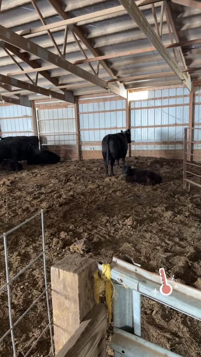 Started the day out at 0 with a high of 7 #loghrycattleco #ranchlife #cattleranch #cattle #beef #winter #snow