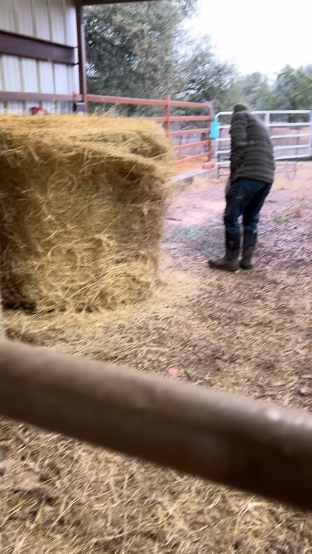 Donkey was already shivering this morning from the freezing rain. He hates small spaces so it was hard getting him in the barn. Fortunately he saw our boy with a treat at the gate and that got Donkey in long enough to dry off to warm up before the real cold gets in