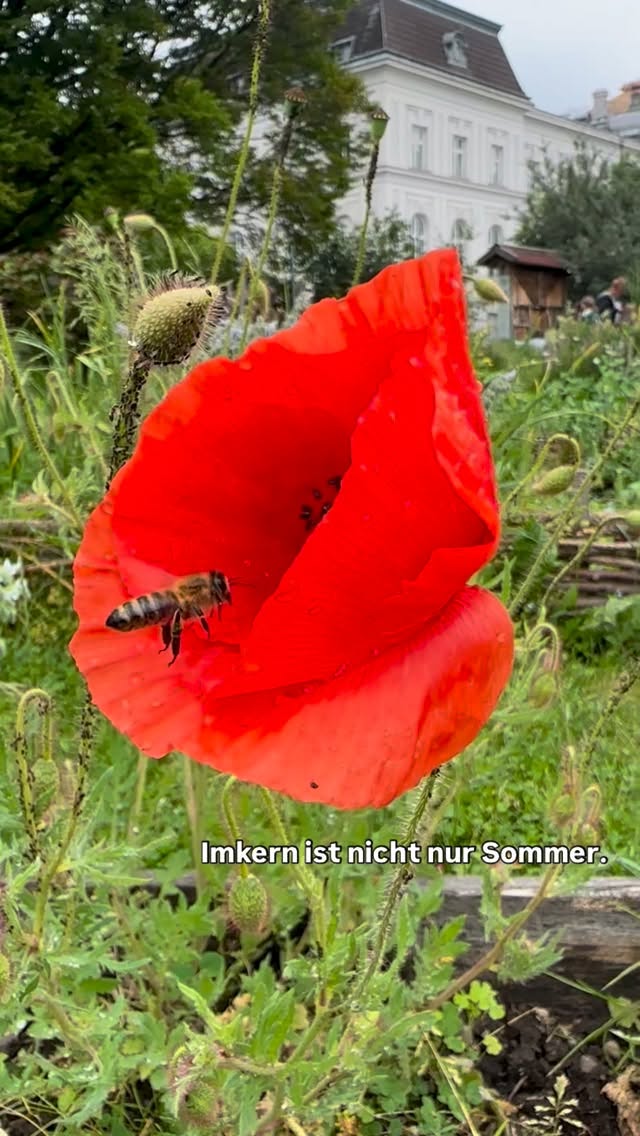 Auch wenn draußen gerade Ruhe ist,
beginnt alles hier. 🌿
#imkern #bioimkerei #handwerk #natur