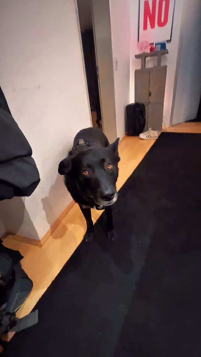 Ich wollte nur schnüffeln.
Nicht Müll sortieren.
Nicht Essensreste analysieren.
Und ganz sicher
nicht eure liegengebliebenen „Geschenke“ finden.
Leute…
Hebt euren Kram auf.
Eure Hunde (und ich) danken es euch. 🐶🙄
#NeroMecker
#SaubereGassiRunde #Hundesicht