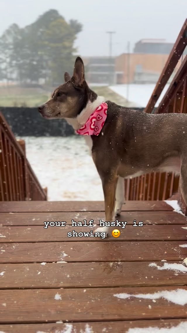 Harper is a pit bull husky, or also referred to as a “Pitsky”. She loves being outside and this morning she was having so much fun in the snow. Look at our happy girl 🥹 #pitbull #husky #snow #dogsofinstagram
