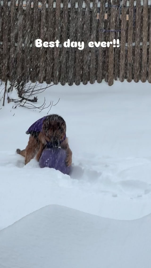 #snow #snowday #dogsofinstagram #gsdofinstagram #germanshepherd