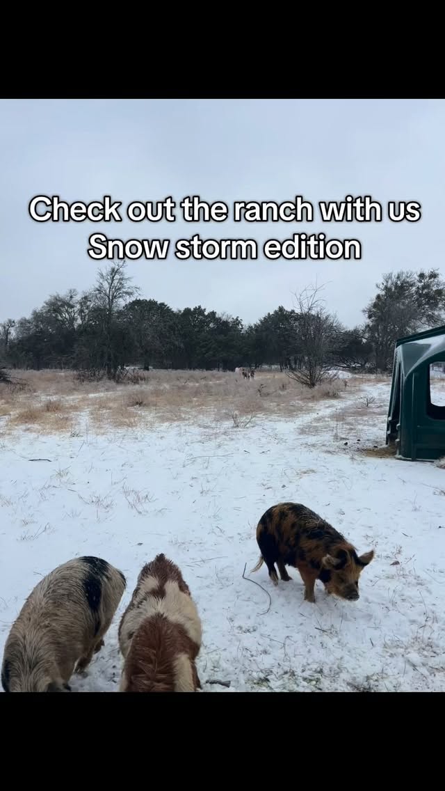 All is well at the ranch after the first night of the freeze! Hope you all are staying nice and warm where you’re at ❤️