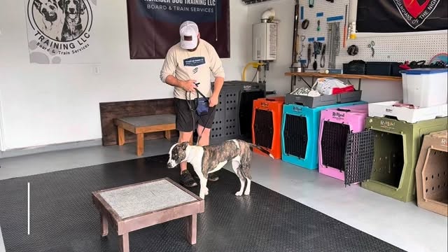 🐾Every dog deserves to be understood.
Pepper here has 100% hearing loss. She is learning obedience through vibration markers and non-verbal hand signals. This proves that communication isn’t about sound, it’s about consistency and timing!