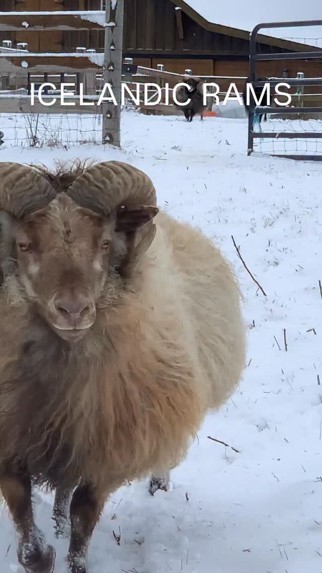 It’s such a privilege to be a steward to these beautiful animals.
#rams #ramsofinstagram #icelandicsheep #sheep #homesteadliving #shepherdess