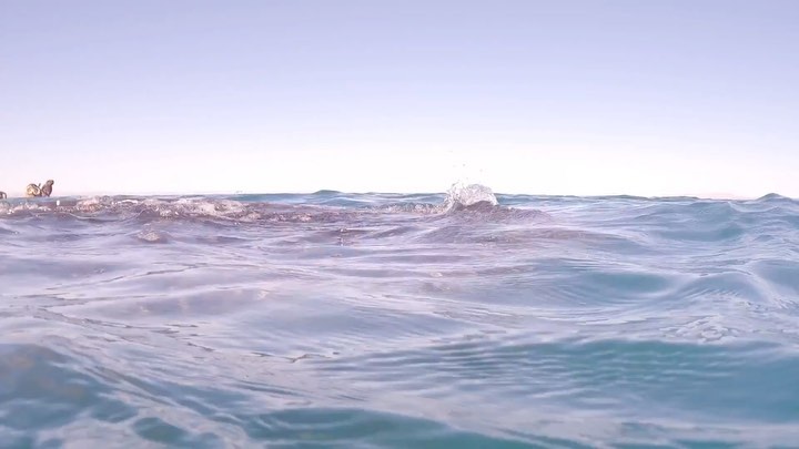 Swimming alongside the largest fish in the sea is one of the ultimate bucket-list experiences! The average size of a whale shark is between 18 and 32 feet (🤯) and are very benign creatures, making their nick name, the gentle giants, a perfect fit!! Would you hop in the water with these gentle giants?! 🐋🌊🐠
#hooplatravelpartners #hooplatravel #hoopla #travel #incentivetravel #weloveourclients #vacaymode #vacationmode #rewardtravel #cabo #leblancloscabos #mexico #nosiestajustfiesta #winteratthebeach #lapaz #whalesharks #gentlegiants #snorkle