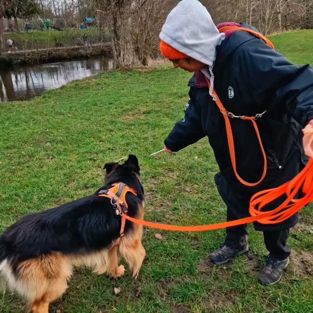 A fabulous morning #mantrailing in #Congleton with three experienced teams. Practising for assessments it was time to add in some distance and challenge.
Mani was unusually interested in environmental distractions, so managed to juggle a bit of 'pleasure sniffing' with 'working'. Team Mani worked hard to get through the distractions and to the end of their first long distance trail to find their person through all the other additional added difficulties. They finished up with a short, motivational pet trail and we wish Team Mani success at their assessment on Monday. Well done Team Mani ๐ ๐ ๐
Team Audrey's mission to find Mani was accepted and they took a methodical approach. It was pretty gusty today and urban areas can carry scent down wind over some distance in these conditions, so there were a few puzzles to solve on the way. Another great trail finding their 'lost' dog and then finished with a short, motivational trail which Audrey aced from a bag of the runner's breath (aren't dogs amazing?). Great job Team Audrey and good luck with your assessment too ๐ ๐ ๐
Team Opal started with a multi-directional start from water dropped on the ground and made very positive decisions about the correct start. They explored backtracks and again got a little thrown by wind carried through the urban environment but once that puzzle was solved it was plain sailing across the main road to their runner. Finished off with a short, motivational pet trail as Opal is doing it all again in the morning! Great work Team Opal ๐ ๐ ๐
Sessions are suitable for all dogs and as they are always managed on lead, suitable for those with recall or other challenges.
Check out session availability at www.dogtrailing.co.uk/book