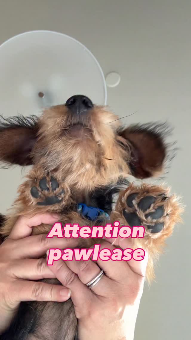 Thank you @plantaddicted_cass for designing this tshirt.
New tee just dropped 🌿👣
Putting the sole in soulful—where happy feet meet leafy dreams.
Wear it, grow it, strut it.
Small batch on this first drop. $30+ shipping
#PlantPower #FeetButMakeItFashion #newdropalert🚨🗣️📯 #plantsmakepeoplehappy #supportsmallbusiness #plantfashion #planthumor #anthuriumaddict #anthuriumlifestyle