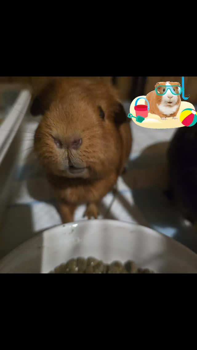 Good ๐ morning, From our gorgeous ๐ guests, still having holidays on this Auckland anniversary!! Isn't he adorable? ๐น
#thecoolbunnysitters #petsitting #bunnysitting #bunnylovers #bunny