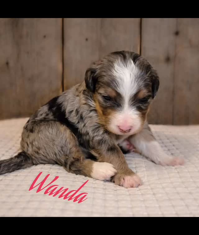 STOP SCROLLING 😍
Because this is what Bernedoodle dreams are made of…
Merle coat. Sweet soul. Tiny paws. Big personality.
Raised with love in Saratoga Springs, Utah 🤍
📩 DM us for details.
#bernedoodle #merlebernedoodle #bernedoodlelove #blueeyedbernedoodle #doodlepuppies