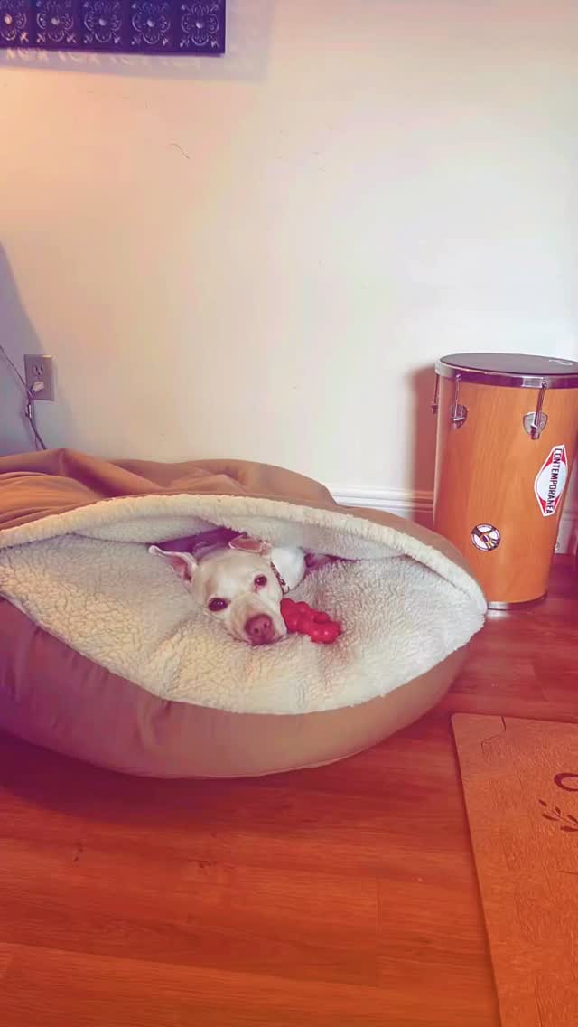 Why do we post happiness when the world is going thrugh hard times? Well, we post happiness because of the hard times. We can either add on fear and hate or we can add love and joy to counter. Yes, we have that choice.
And thank you for elevating us all through your choices ❤
A cute dog pic for you to smile :)
#puppylife🐾 #goodtimes #sharelove #wecreate #elevate