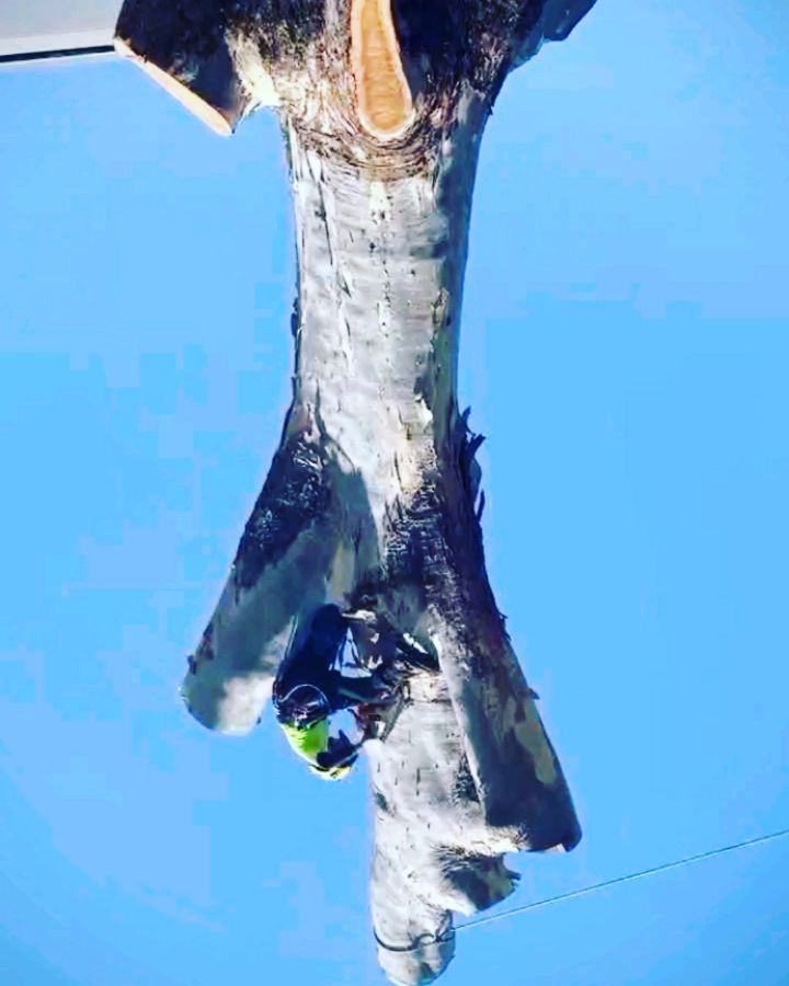 Some awkwardly big wood! Was a bit uncomfortable but she came down alright 👌 Swipe to add tree! 🤠 #yeeha