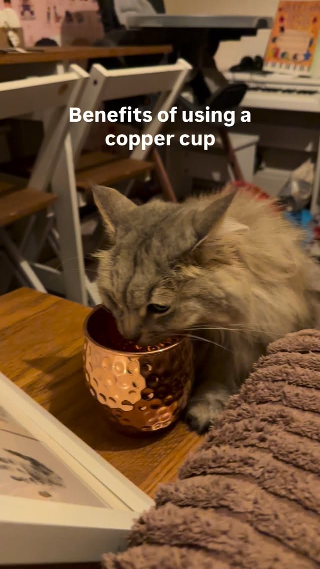 Apparently there are benefits of copper cups!
(Even my cat seems to know)
1. Natural antimicrobial properties
Copper has been shown to reduce bacteria on its surface. When water sits in a copper cup for a few hours, it may help limit microbial growth. This is one of the reasons copper vessels were traditionally used for water storage.
2. Supports trace mineral intake
Copper is an essential trace mineral involved in:
• iron absorption
• connective tissue formation
• nervous system health
• immune support
Tiny amounts can leach into water, contributing to daily intake (not megadoses).
3. Digestive support (traditional use)
In Ayurvedic practice, copper water is believed to gently stimulate digestion and support gut balance. Many people report less bloating or sluggish digestion when drinking copper-stored water first thing in the morning.
4. May support hydration habits
This one’s underrated: people often drink more water simply because the cup feels special or intentional. Better hydration = better energy, skin, digestion, and focus.
5. Sustainable & plastic-free
Copper cups are durable, reusable, and avoid plastic exposure — a win for both health and the environment 🌍
⸻
⚠️ Important cautions (this part matters)
• Do not overuse: Copper is beneficial in small amounts but too much can be harmful.
👉 1–2 cups per day is plenty.
• Avoid acidic drinks: No lemon water, vinegar, or citrus — these increase copper leaching.
• Clean properly: Use lemon + salt occasionally or a gentle copper cleaner. Don’t scrub aggressively.
• Not for everyone: People with copper metabolism disorders (like Wilson’s disease) should avoid copper vessels.
#healthhacks #healthy #healthyliving #cat #healthcoach