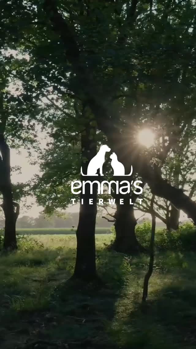 Möchtest du, dass dein Hund sozialisiert wird und dabei gleichzeitig schöne Spaziergänge erlebt?
Gemeinsam lernen, entdecken und genießen .
#emmastierwelt #sozialisierung #gruppentraining