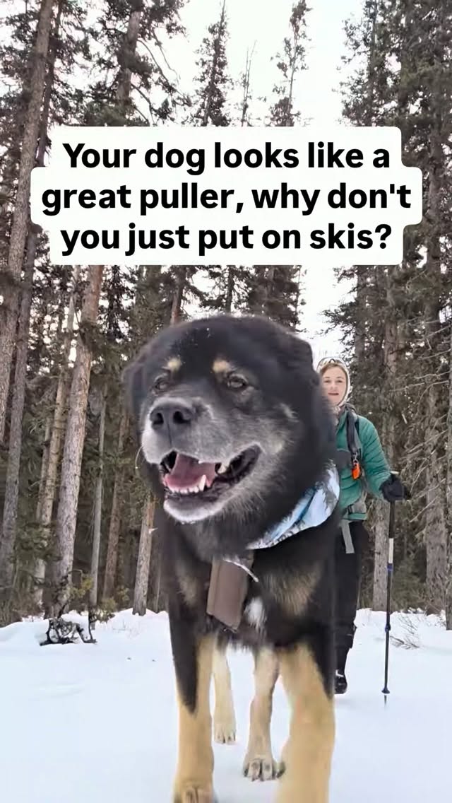 When these paws touch snow, it's a matter of *when* not *if* the zoomies will take over. ð And trust me you don't wanna be on skis when that happens. ðĪĢ
Shout-out to @nonstopdogwear whose CaniX 2.0 belt and bungee lead make my zoomies much easier on mom's body than they would be otherwise ðĪĢ