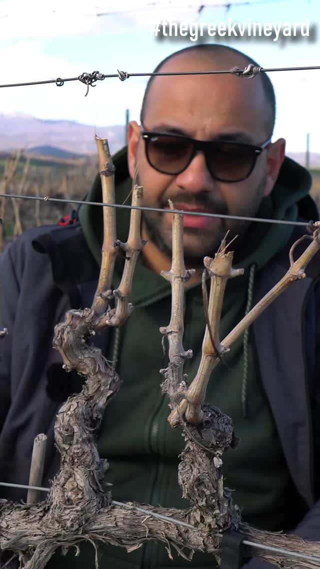 🍇 Κλάδεμα αμπελιού με μόνιμους βραχίονες. Βασικές αρχές για ένα σωστό κλάδεμα.
🍇 Βρείτε μας:
https://www.youtube.com/@TheGreekVineyard
https://www.instagram.com/the_greek_vineyard/
https://www.tiktok.com/@the_greek_vineyard
#shorts #αγροτης #thegreekvineyard #farming #κλαδεμα