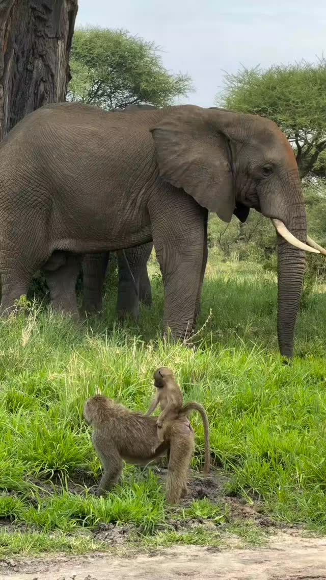 A beautiful morning in Tarangire National Park
Call Whatsapp: +255769992291
Email info@wenzitravel.com
Website: wenzitravel.com