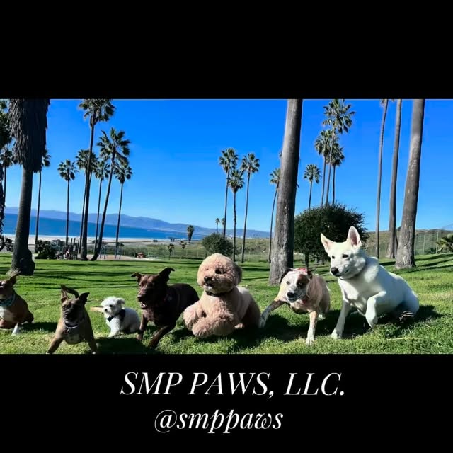 A perfect day for fun and play with our furry friends by the ocean Loving every moment. @flylaxairport
#sniffariclubla #doglifeisgood🐾🐶💞😘❤️ #oceanvibes🌊☀️🌴❤️ #professionalpetcare #petparadise