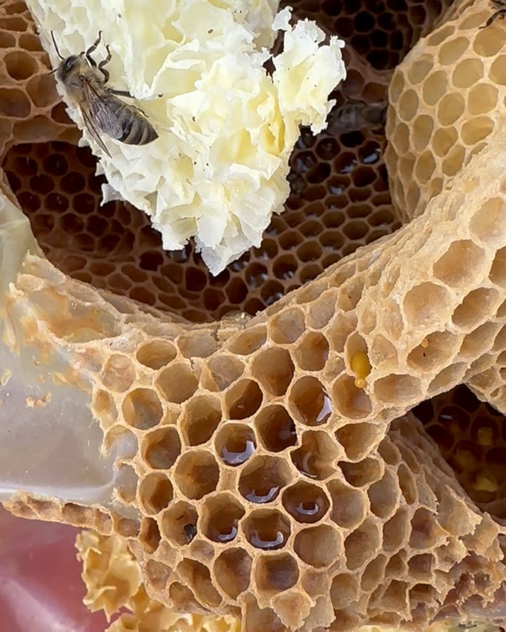 Honig aus eigener Imkerei…
… unsere Bienen sind mächtig am Bauen und der erste Honig kommt rein…
WWW.BEEHONEY.STORE
#honig #honey #bee #biene #imkerei #nature #healthyfood
