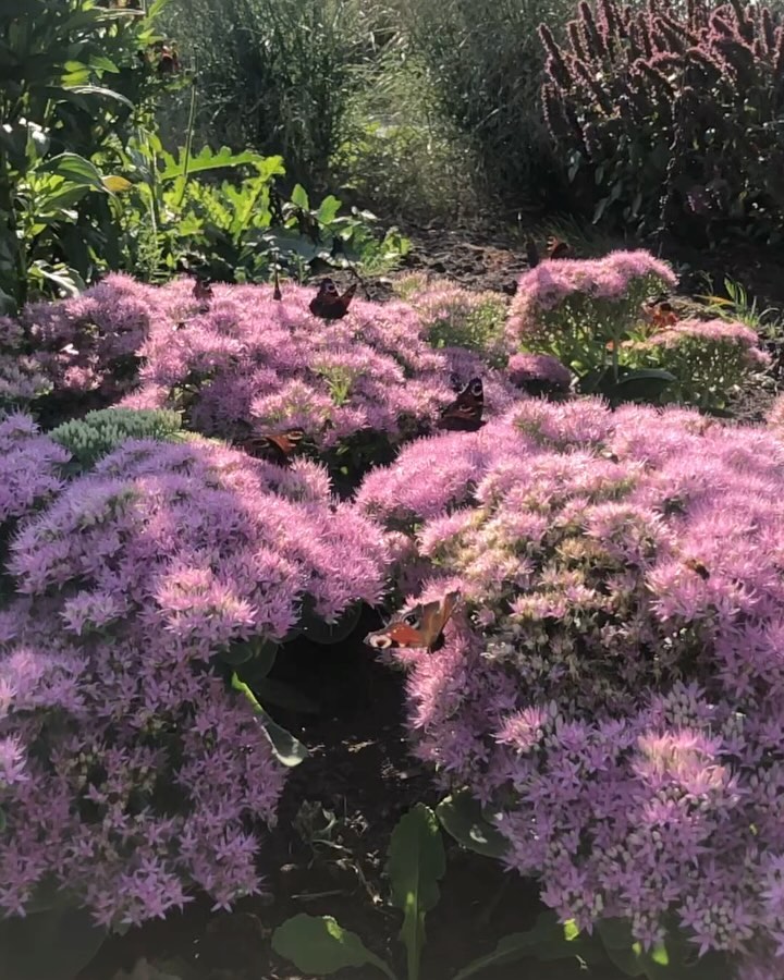BESTUIVERS 🐝 Bestuivers bestuiven! Dit is waarom je je tuin vol wilt zetten met vaste planten en siergrassen.
Over bloemetjes en bijtjes…
Veel fruit in je tuin? 🍐 Bestuivers zullen zich inzetten voor betere vruchtzetting van de planten. Verhoog dus je opbrengst en maak een mooie boomspiegel van bloeiende vaste planten en siergrassen onder elke fruitboom! Mooi en vooral heel erg handig!
Plant je veel verschillende soorten planten aan, dan zullen deze veel verschillende soorten bestuivers lokken. Maak gerust een combinatie van inheems & niet inheems, want zo krijg je lekker veel genetische biodiversiteit in de tuin! Dit verkleint de kans op ziekten en plagen in je tuin. ✅🌱
Ga voor vaste planten met verschillende bloeiperiodes zodat bestuivers je tuin jaarrond weten te vinden.
Het is MOOI en geeft zo veel beleving aan de tuin. Denk aan vaste planten met verschillende hoogten, gecombineerd met wuivende siergrassen. Je kunt uren turen. 🤩🌸🌾
#perennials #biodiversetuin #sedum #sedumherbstfreude #sedumkarl #echinaceavirgin #echinacea #vasteplanten #tuininapril #tuinidee #tuinieren #tuintips #tuinadvies #tuinontwerp #tuinidee #beplantingsplan #beplantingsplanmaken #tuinleven #gifvrij #gifvrijeplanten