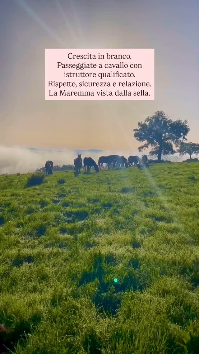Spazi aperti, branco e fiducia.
I nostri cavalli vivono secondo la loro natura:
esseri sociali con tempo, stabilità e libertà di movimento.
Nel nostro allevamento crescono in branco,
seguendo principi etologici e rispettando il loro ritmo naturale.
Questa base ci accompagna anche all’esterno:
nelle passeggiate a cavallo guidate da un istruttore qualificato, pensate per il benessere di cavallo e cavaliere.
Che sia la prima esperienza o un modo più consapevole di montare, qui non conta la performance,
ma la relazione, la sicurezza e il vivere autentico.
La Maremma vista dalla sella.
Vera. Calma. In relazione.
Zwischen Weite, Herde und Vertrauen.
Unsere Pferde leben, was sie sind: soziale Wesen mit Raum, Zeit und Stabilität.
In unserer Zucht wachsen sie im Herdenverband auf – nach ethologischen Prinzipien, mit Respekt für ihren natürlichen Rhythmus.
Diese Basis begleitet uns auch nach draußen:
bei geführten Ausritten mit qualifiziertem Reitlehrer, angepasst an Mensch und Pferd.
Ob erste Erfahrungen oder bewusstes Reiten –
bei uns geht es nicht um Leistung,
sondern um Beziehung, Sicherheit und echtes Erleben.
Die Maremma vom Pferderücken aus.
Echt. Ruhig. Verbunden.
#LePuledraieDiSterpeti #CavalloMaremmano Maremmano #Maremma
#AllevamentoEtologico EthologieEquine #Ethologie HorseCentered
VitaNelBranco CavalliInLibertà HealthyHorses GesundePferde
Nachhaltigkeit Pferdezucht HorseBreeding
EquitazioneEtologica ReitenMitGefühl NaturalHorsemanship
Maneggio Reitstall HorsebackRiding PasseggiateACavallo
GuidedHorseRiding EquineExperience SlowTourism
NatureAndHorses RidingInNature AuthenticExperience