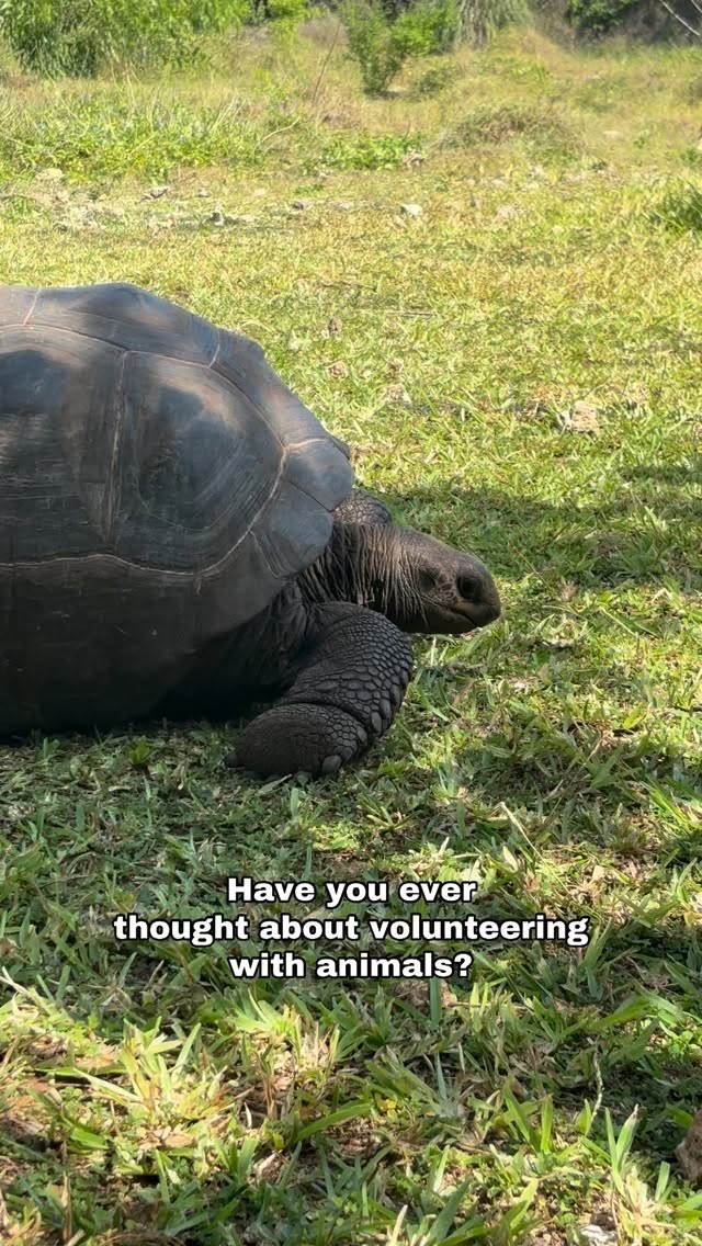Monday mornings at the animal reservation.
No spectacle. Just hands in the soil.
Volunteers removing grass from the greenhouse, where food for the animals is grown.
If left untouched, the grass would slowly take over and damage the crops.
It’s simple work, but essential.
Because caring for animals often starts long before feeding time, with patience, attention, and consistency.
Small tasks. Real responsibility.
And a shared effort that keeps the animals healthy. 🌱
#volunteerabroad #zanzibar #volunteerintanzania #animalcare #volunteerworld