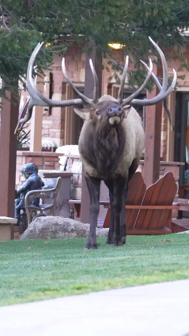 A top 10 day with Split.
#wildanimals #bullelk #elk #nature #foryoupageシ