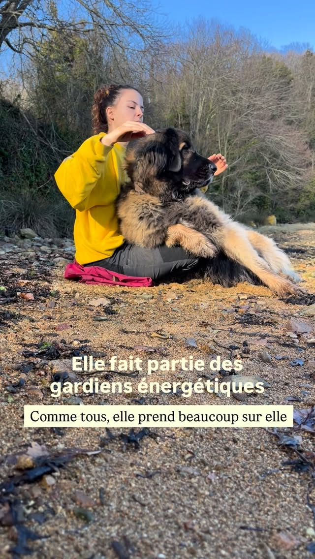 La loyauté est au cœur de leur essence, tout comme le sens profond de la famille et l’élan naturel de protection.
Les chiens de berger incarnent souvent ces qualités de manière évidente, mais ils sont loin d’être les seuls.
Protéger, soutenir, veiller : tels sont leurs langages silencieux..
Pourtant, dans cet élan, ils prennent fréquemment bien plus que ce qui leur revient, parfois en toute conscience, parfois sans même le savoir.
Que l’humain prenne conscience de cela est une première étape essentielle.
La suivante consiste à les alléger…
La communication animale et les soins énergétiques deviennent alors des clefs précieuses, ouvrant un espace de dialogue, de compréhension et de libération.
C’est précisément ce que j’enseignerai aux élèves de la formation qui ouvrira ses portes dans quelques semaines : apprendre à reconnaître ces rôles, ces missions de vie, et accompagner les chiens avec justesse, respect et conscience ✨
#spirituality #communicationanimale #soinenergetique #comanimale #communicationintuitive