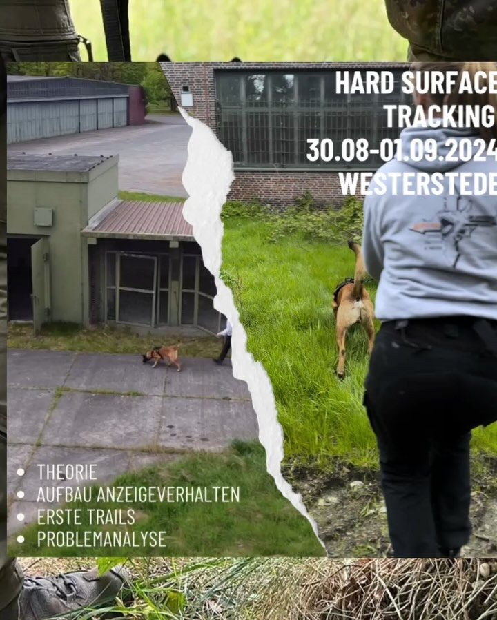 Auf vielfachen Wunsch bieten wir euch nun endlich das erste Burli-K9 Seminar im Bereich Hard Surface Tracking für Dienst-/Schutzhunde an.
Dieses findet vom
30.08 bis 01.09.2024 in Westerstede/Oldenburg statt.
Zielgruppe des Seminars sind insbesondere Personen mit Diensthund-/Schutzhunden, welche im urbanen Gebiet Personen aufspüren sollen.
Unser primärer Fokus liegt dabei auf den Besonderheiten in der Ausbildung von Schutzhunden.
Die Teilnehmer werden aus fundiertem kynologischen Wissen und Erfahrungswerten aus unseren Echteinsätzen profitieren können.
Hauptthemen des Seminars:
- Geruchstheorie
- Schutzhunde als Personenspürhund
- Schutzhund vs Rettungs-/Sporthund
- Aufbau Fährte auf hartem Untergrund
- Aufbau mit Microgegenständen
- Analyse und Bearbeitung von Fehlverhalten
Wie in jedem unserer Seminare/Workshops sprechen wir über die individuellen Hund/Mensch Teams und erarbeiten gemeinsam einen Weg für eine erfolgreiche Zukunft.
Die Teilnahme mit Hund liegt bei 350€.
Maximal 10 TeilnehmerInnen.
Zusätzliche Plätze ohne Hund sind nach Absprache möglich.
Anmeldung über WhatsApp oder eine E-Mail an info@burlik9.org
__________________
#ufpro #ufprogear #k9 #k9unit #mantrailing #hst #trail #hardsurface #hardsurfacetracking #tracking #dog #schutzhund #police #policedogsofinstagram