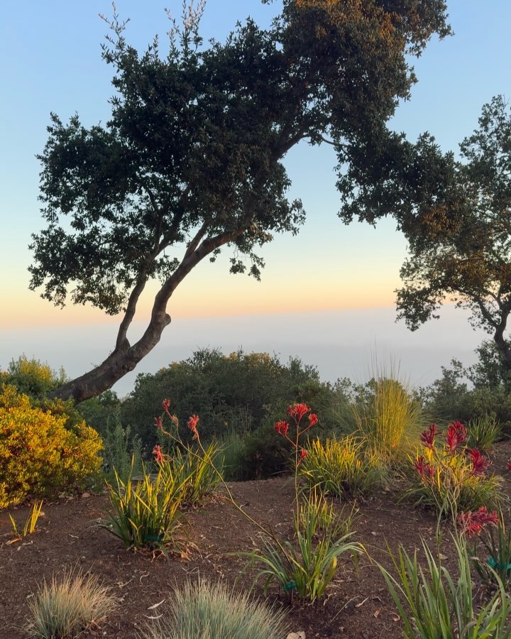 A really lovely evening spent restaurant hopping in Big Sur last night. I always love a stop at Nepenthe. We watched a breathtaking sunset at Ventana for the first time. And Solstice at the Village has become my new favorite. How lucky we are to have Big Sur so close. ✨
Video credit to my dear friend @amyburkmanart.