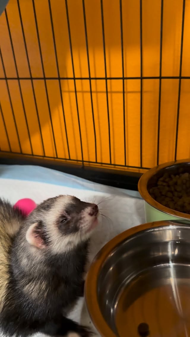 All the chomps!!
#snacks #breakfast #feedingtime #ferretboarding #ferretlife