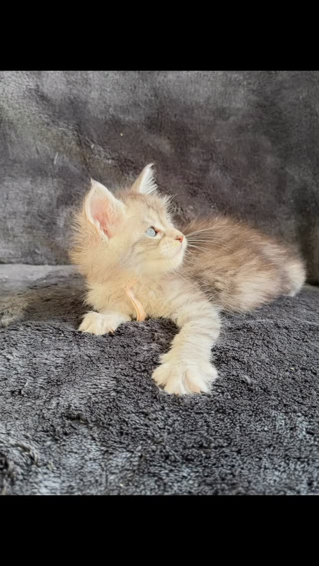 Maine coon kitten A.V.A.I.L.A.B.L.E #mainecoon #mainecoonkittens #mainecooncat #mainecoonlove #mainecoonmagic
