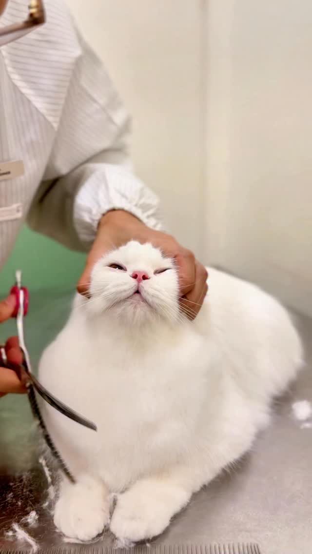 Post-groom bribe: ACTIVATED 🍗
Every Groom Series comes with a free liquid treat, book kitty’s grooming appointment now 🐾
🔗campkittyjb.com/groom
🏷️ promo valid while stocks last
〰️
𝗖𝗔𝗠𝗣 𝗞𝗜𝗧𝗧𝗬
📍23 & 24-01 Laman Niaga Sunway, Persiaran Medini 3, Iskandar Puteri, JB