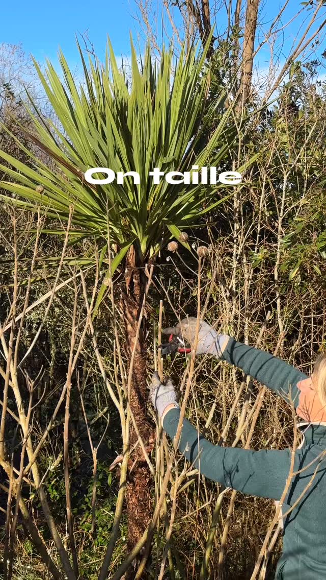 Le jardin des barthes ouvre au public dans 3 mois. La course contre la montre a commencé. Chacune des dizaines de milliers de plantes est inspectée puis formée, taillée ou juste nettoyée.
🌸les 300 rosiers sont les premiers taillés puisqu’ils rentrent ici dans le sud des landes en feuillaison à partir de fin février
🌱a eux seuls ils représentent 3 semaines de travail sans compter tout ramasser et tout broyer. Les tailles rentrent parfaitement dans le broyeur.
🌸j’aime les grands rosiers souples qui ne sont pas vraiment des grimpants et forment d’immenses arbustes. Pas simples à tailler. Je les taille sérieusement une fois tous les deux ans et me contente de les nettoyer l’année suivante.
🌺c’est le cas de sourire d’orchidée, buff beauté, phylis bide, général shablikine…
🌱mais pas de panique chacun son rythme et chacun sa région. Vous pouvez commencer dans un mois et vous avez le droit de vous tromper vos rosiers n’en mourront pas😀
🌸il y a aussi les hibiscus mutabilis Alba qui forment à terme de très grands arbustes
🌱on élime le bois mort de tous les arbustes et arbres pour une meilleure circulation de l’air et une meilleure lecture visuelle
Jardin remarquable des barthes un des plus beaux jardins de France à visiter sud des landes aux portes du pays basque 🌴#fleurs #rosiers #garden #gardeninglife #naturelovers