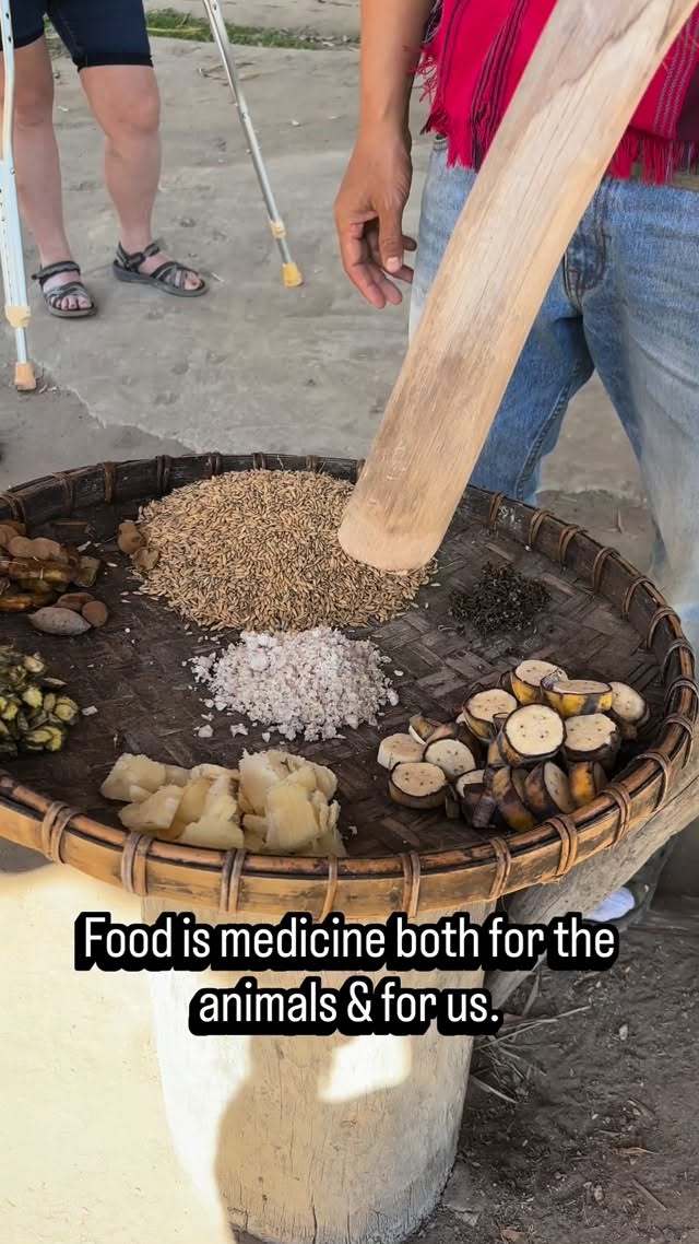 Food is medicine both for the animals & for us. Let’s learn to make vitamins & then a delicious traditional tribal lunch for all! #travelthailand #travelfamily #worldschooling #foodismedicine #freshanddelicious