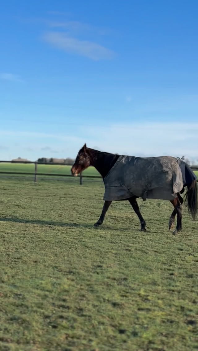 #samedi #chevaux #nature #campagne #horselifestyle
