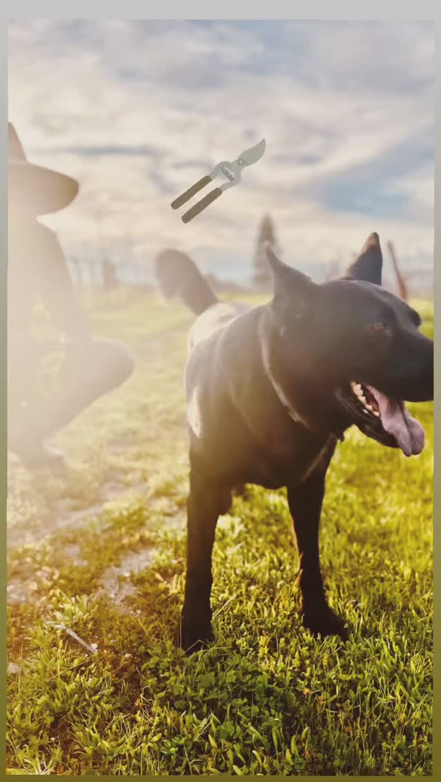 Pruning season in Paso Robles, CA ✂️🍇
Vines getting their winter haircut with Ash supervising every cut 🐾
#PasoRobles #PruningSeason #VineyardLife #WinemakerLife #CentralCoastWine
